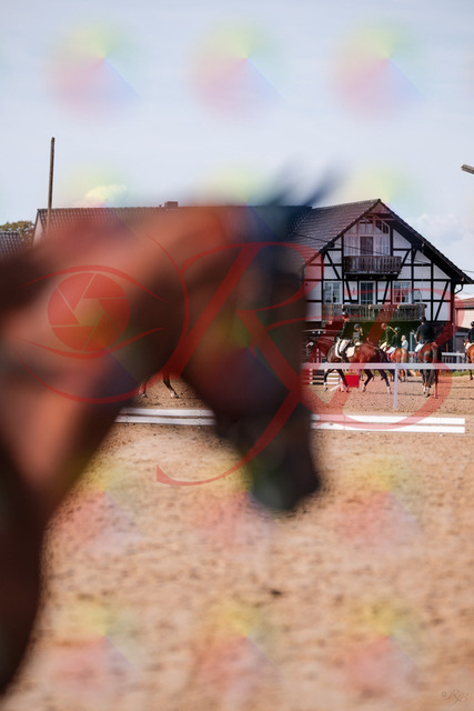 2026_10_03_Siefer-Hof_123416_Z81_32025343 | Professionelle Reitsport-, Turnier- und Eventfotografie von Robert Broda. Galerien mit ausgewählten und bearbeiteten Bildern direkt online ansehen und bestellen.