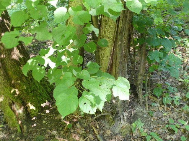 Winterlinde im Erlenbruch | Verkauf von Fotos und  Videoclips zumThema Natur.Motive sind Pflanzen, Tiere, Landschaftenund Wetter - Realisiert mit Pictrs.com