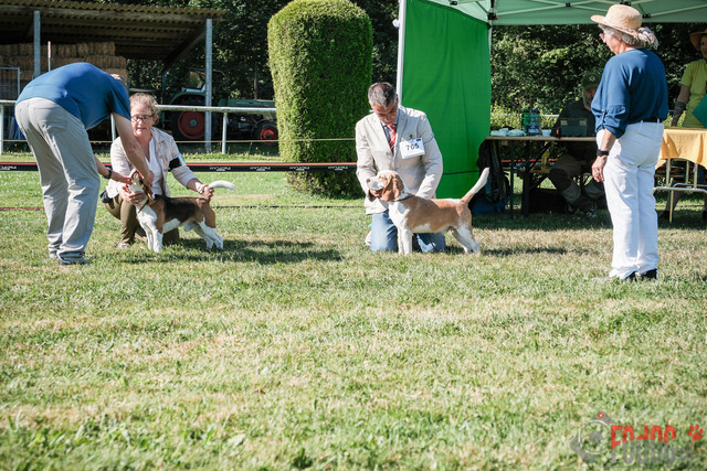 CACIB Aarau | CACIB Aarau, Swiss Dog Show  29062025 Foto: Leo Wyden