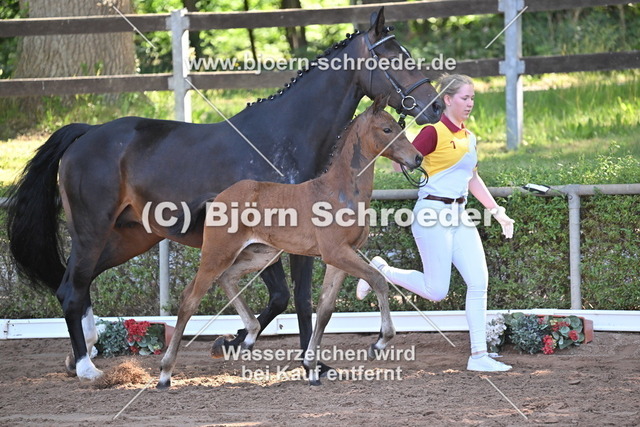 17_Conthalou - Cellestial_758_8362 | Björn Schroeder Pferdefotografie