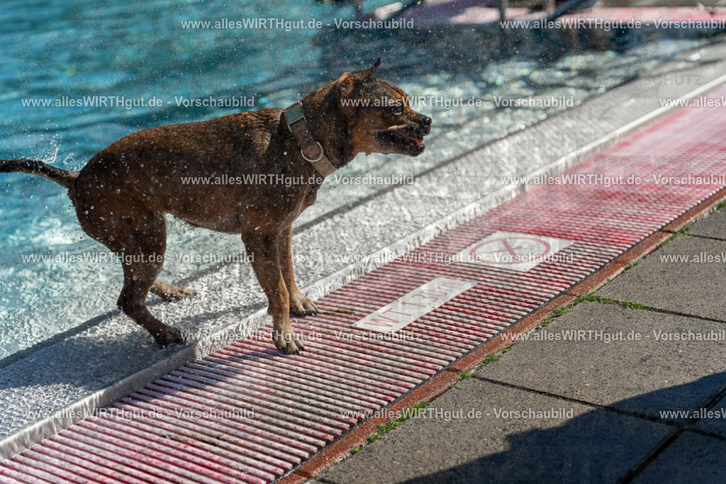 Hundeschwimmen_Volksbad_2026-allesWIRTHgut_Tierfotografie-2609061123-103355-7R509618 | Professionelle Tierfotografie in Mönchengladbach von Daniel Wirth (allesWIRTHgut). Liebevolle & natürliche Bilder von Hunden & Katzen für unvergessliche Erinnerungen.