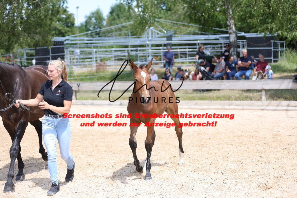 Fohlenschau_Schwäbisch_Hall_springbetonte_Fohlen_KN 39_18 | lmwpictures - Realisiert mit Pictrs.com