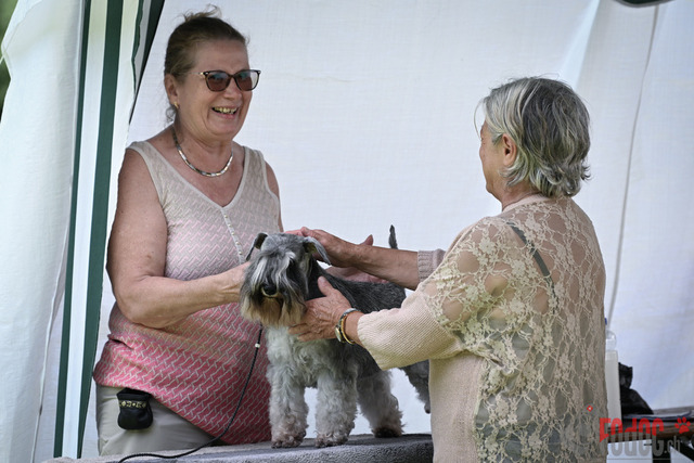 Ausstellung des Pinscher Schnauzer-Klub | Ausstellung des Pinscher-Schnauzer-Klub, OG München in Gröbenzell 30.07.2023 Foto: Leo Wyden