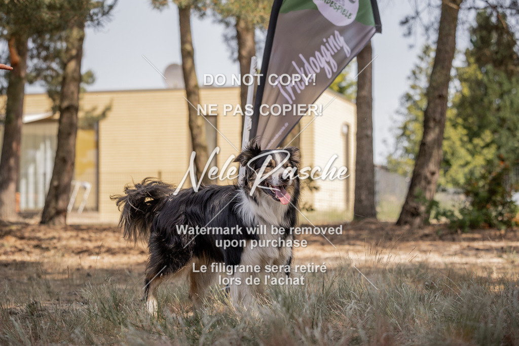 nelerasche_soDD2_454 | nelerasche