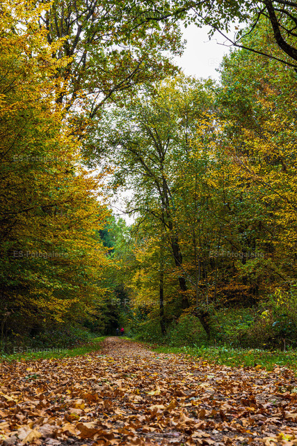 Herbststimmung