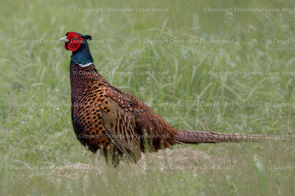 Jagdfasan | bildkomponist - Realisiert mit Pictrs.com