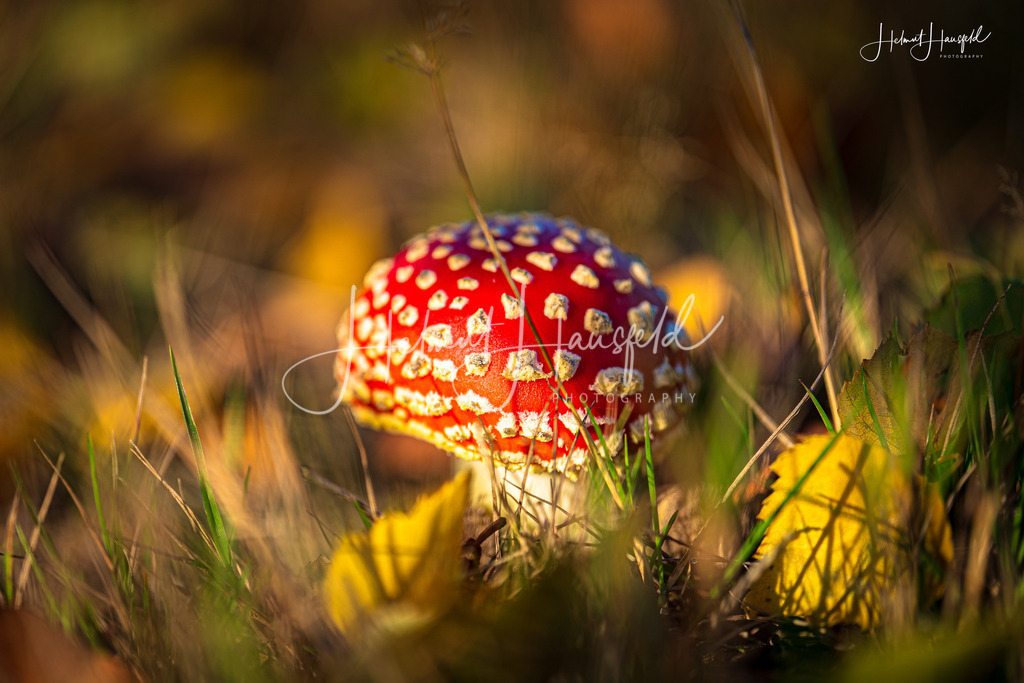 DSC00712 | Landschaftsfotografie, Naturfotografie - Realisiert mit Pictrs.com
