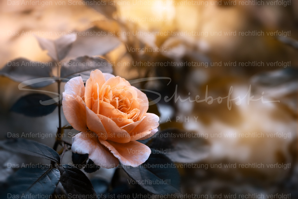 Rosi | Exklusive Naturfotografie für stilvolle Wanddekoration ★ Premium Wandbilder Made in Germany ✔️ FineArt Drucke & Downloads ✔️ Brillante Farben, höchste Qualität & weltweiter Versand ✔️ - Realisiert mit Pictrs.com
