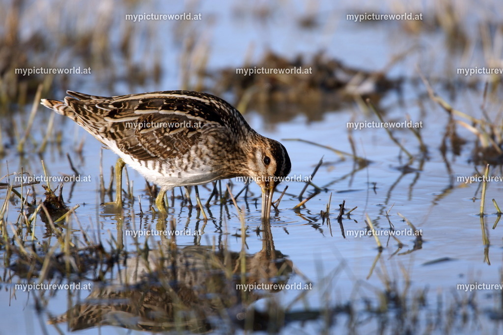 Bekassine-044 | Das Bilderarchiv über Tiere, Planzen und Landschaften. In der Bilddatenbank finden Sie ein große Auswahl an hochwertigen Bilder für Ihre Werbung - Realisiert mit Pictrs.com