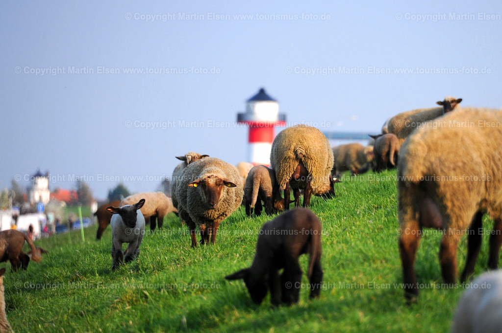 Lühe Anleger_Schafe Leuchtturm_ELS_7973133647a | Fotos aus den Touristenorten aus Norddeutschland. - Realisiert mit Pictrs.com