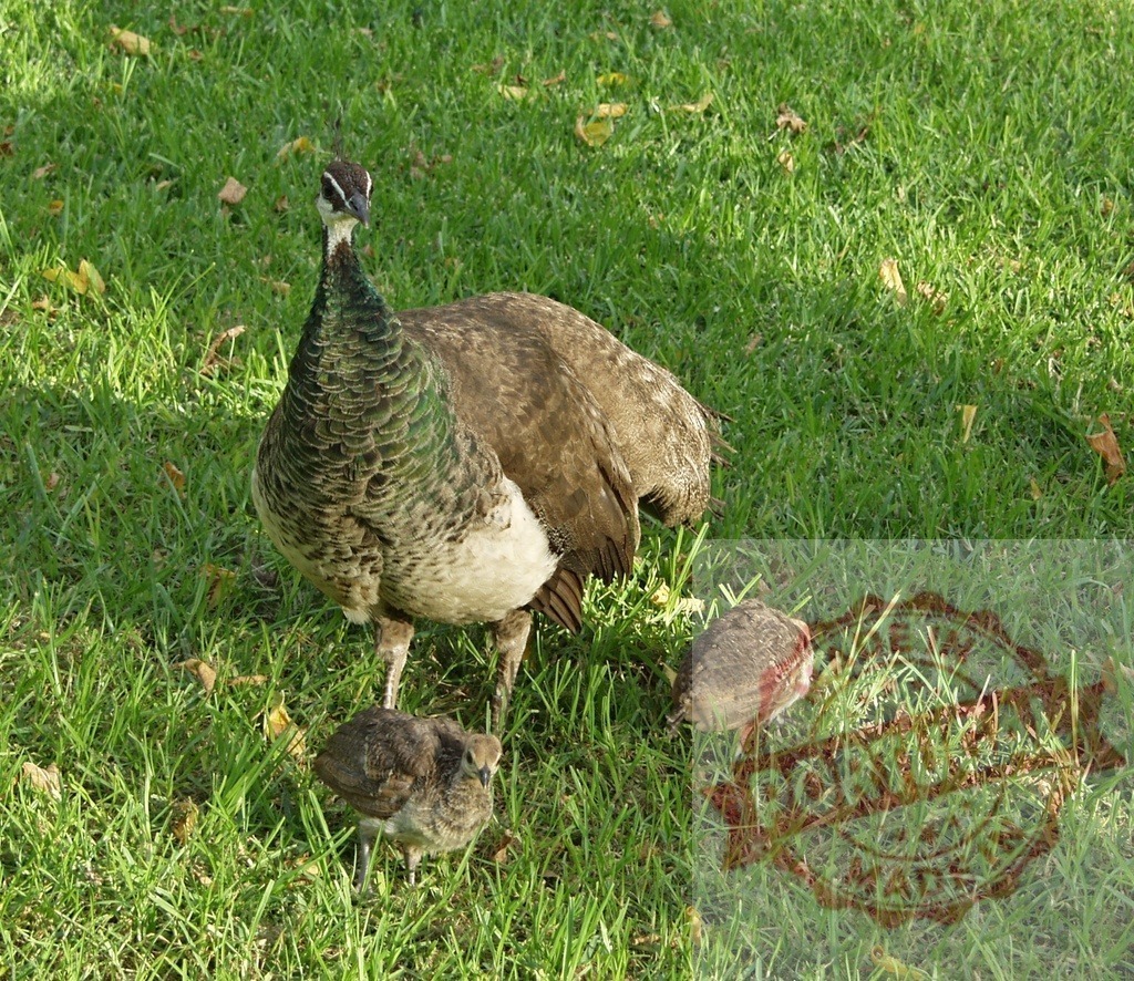 Peahen walking with peachicks on green grass | Peahen and peachicks foraging together in grass during daytime - Realized with Pictrs.com