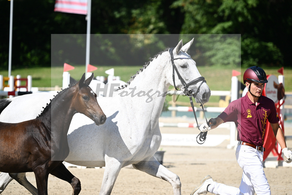 Praesentation Auktionsfohlen_36230174 | hf-fotografie - Realizzato con Pictrs.com