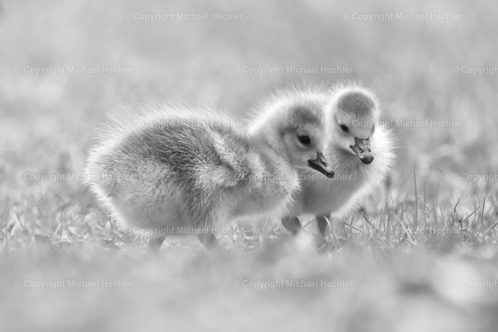 Gosling | Freshly hatched gosling - Realisiert mit Pictrs.com