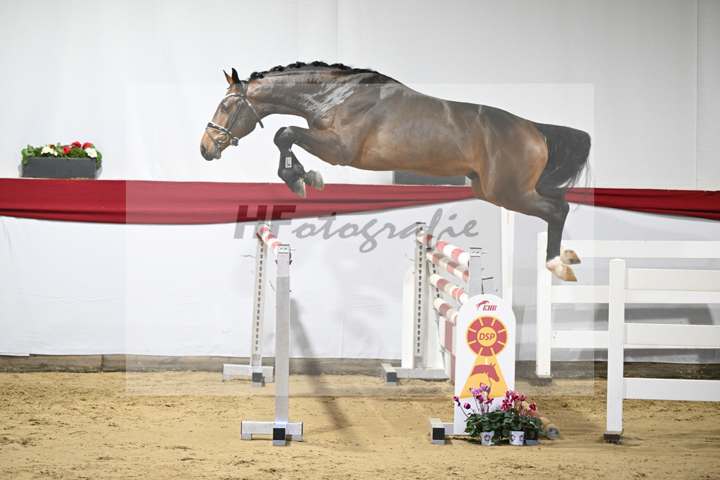 Kat-Nr. 33 v. Chacco-Blue_Sportpferde vom Hardthof_63220991 | hf-fotografie - Realisiert mit Pictrs.com