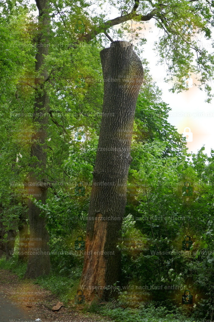 P1100874 | Fotoseite Wolkenblende - Das Hobby fotografieren begleitet mich schon  viele  Jahre. Auf den nächsten Seiten zeige ich ein paar Schnappschüsse der letzten Jahre und es kommen immer neue hinzu. Schau einfach mal rein. - Realisiert mit Pictrs.com