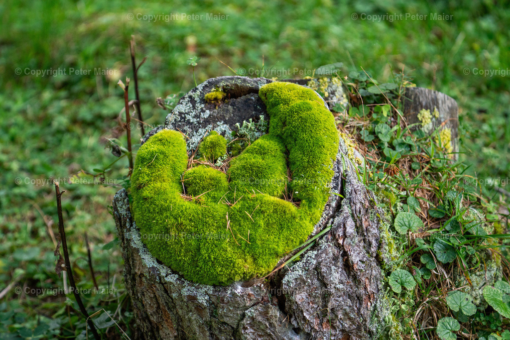 Divers_Erlebnisraum_Wald_23_Peter_Maier-380 | piet_flosse