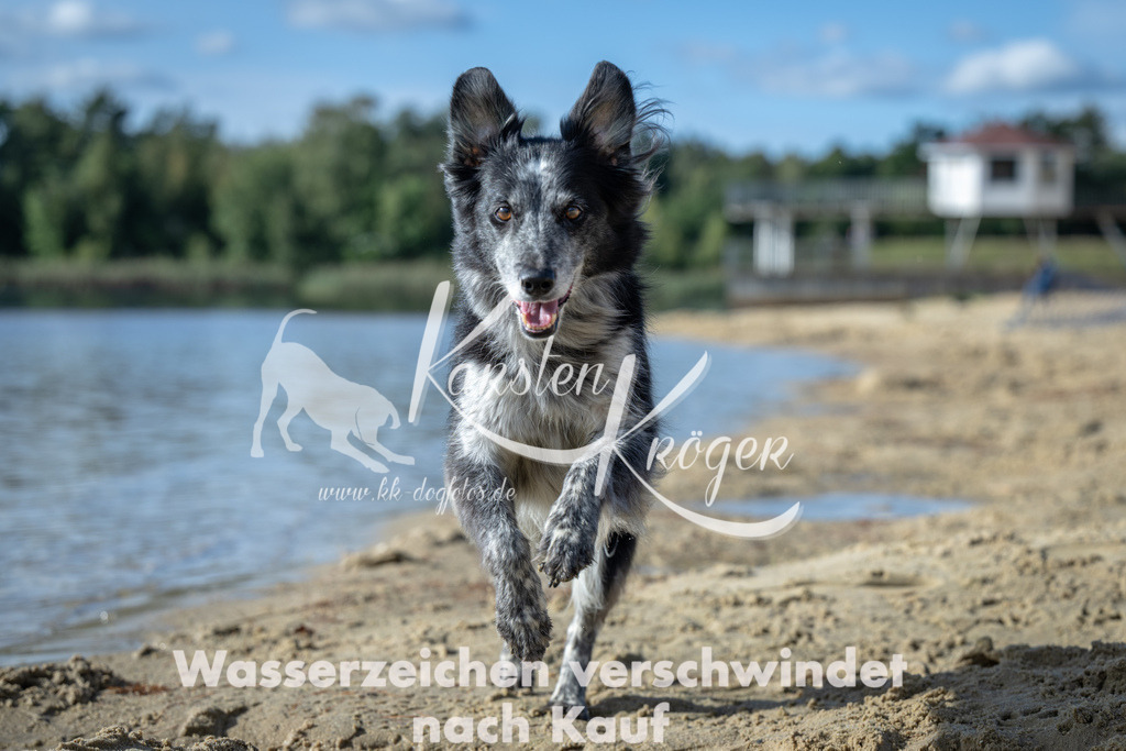 1444_ZZ91942 | kk-dogfotos