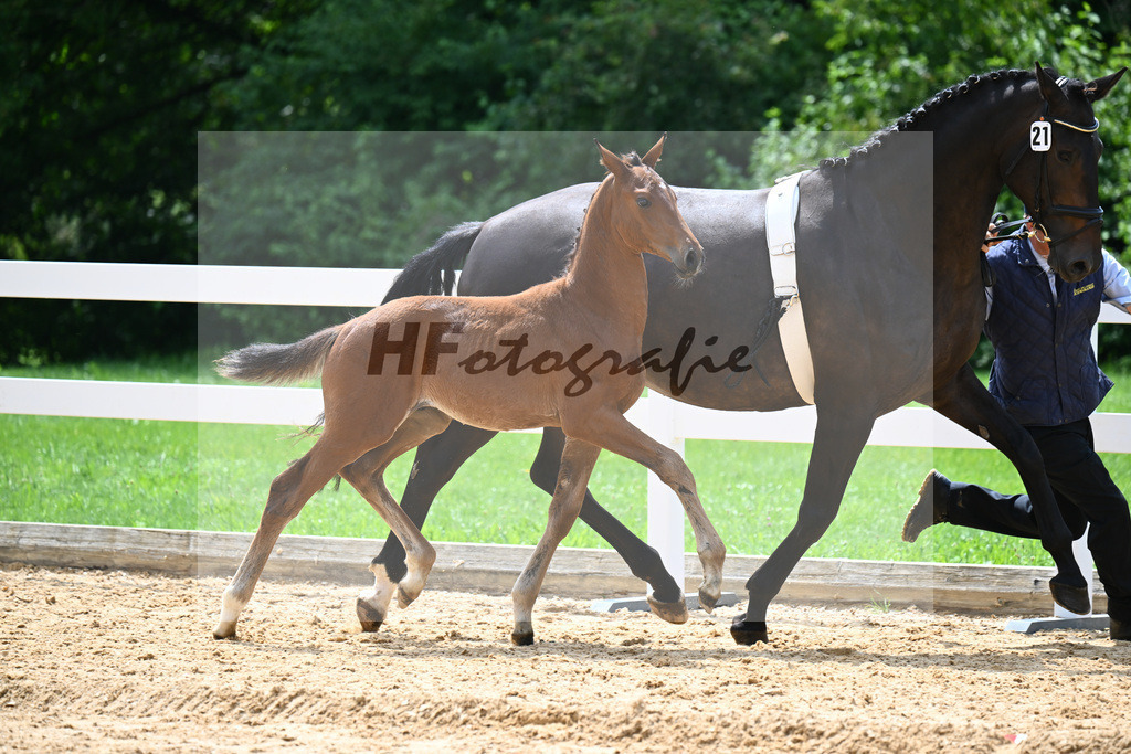 Kat-Nr. 21 Valenziano x Bailando_HLG Schwaiganger_27140669 | hf-fotografie - Realisiert mit Pictrs.com