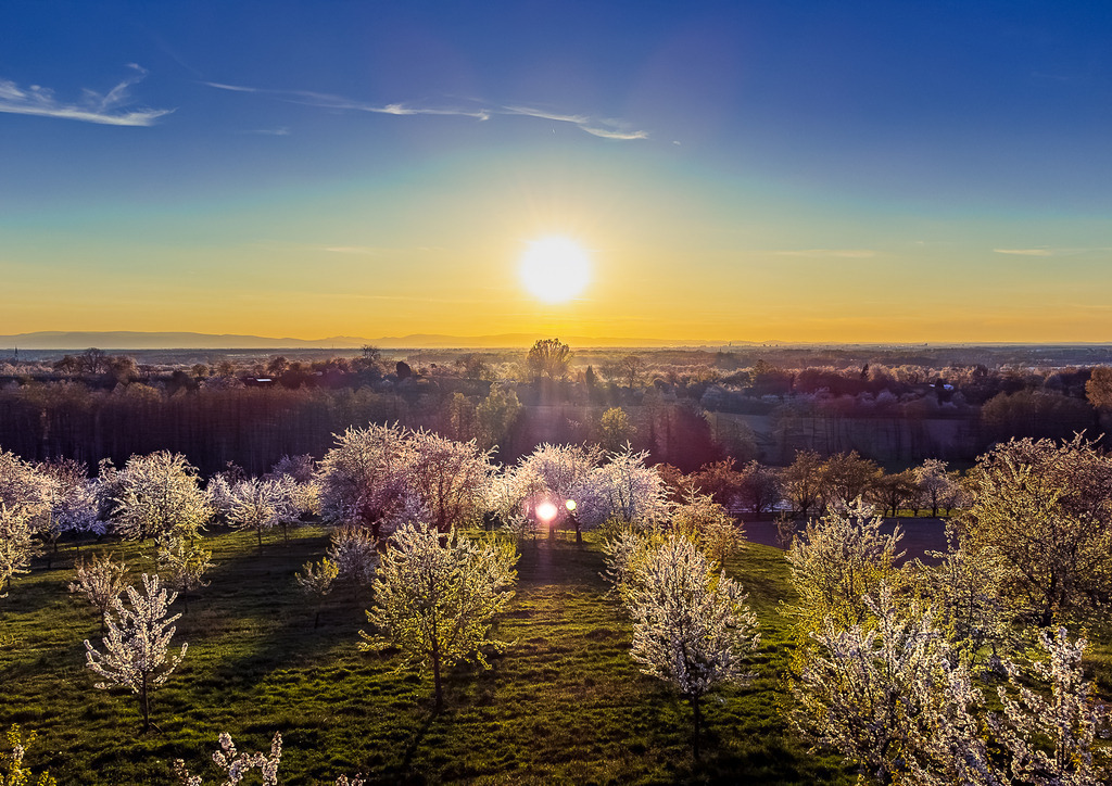 MPI_Blüten_0001 | Sonnenuntergang über Kirschbaumfeld bei Appenweier - Realisiert mit Pictrs.com