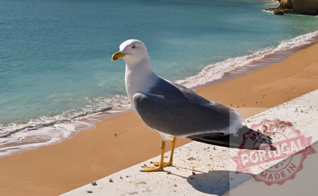 Seagull standing on a wall overlooking a sandy beach and ocean | Seagull proudly standing on a concrete wall with a vibrant beach and calm sea in the background - Realized with Pictrs.com