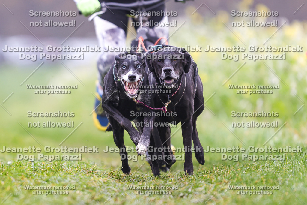 Dog Paparazzi - Visbeck 25 -60 | Dog Paparazzi Jeanette Grottendiek Fotografie & Videografie - Realisiert mit Pictrs.com