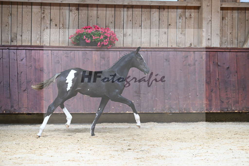 Kat-Nr. 10 HF Jameson RS2_Gestuet Greim_26230175 | hf-fotografie - Realizzato con Pictrs.com