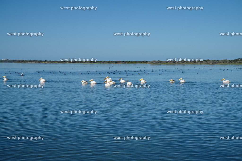 Pelican in the lake - RSA 2025 | west photography - Realisiert mit Pictrs.com