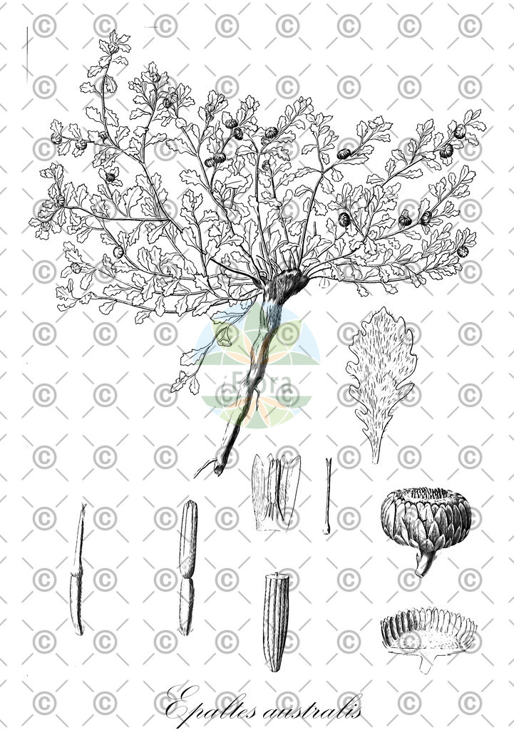 HistAbb_wfo-0000794343_1_ENZY_Simple | Historische Abbildung von Epaltes australis - Asteraceae | Historical Illustration of Epaltes australis - Asteraceae