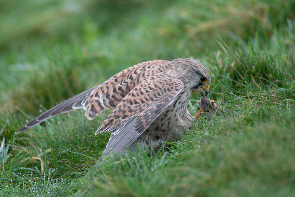 20200111-663A6770 | Der Turmfalke ist der am häufigsten vorkommende Falke Mitteleuropas. Der Öffentlichkeit ist er relativ vertraut, da er sich auch Städte und Stadträume als Lebensraum erobert hat und öfter beim „Rüttelflug“ zu beobachten ist.  - Realisiert mit Pictrs.com