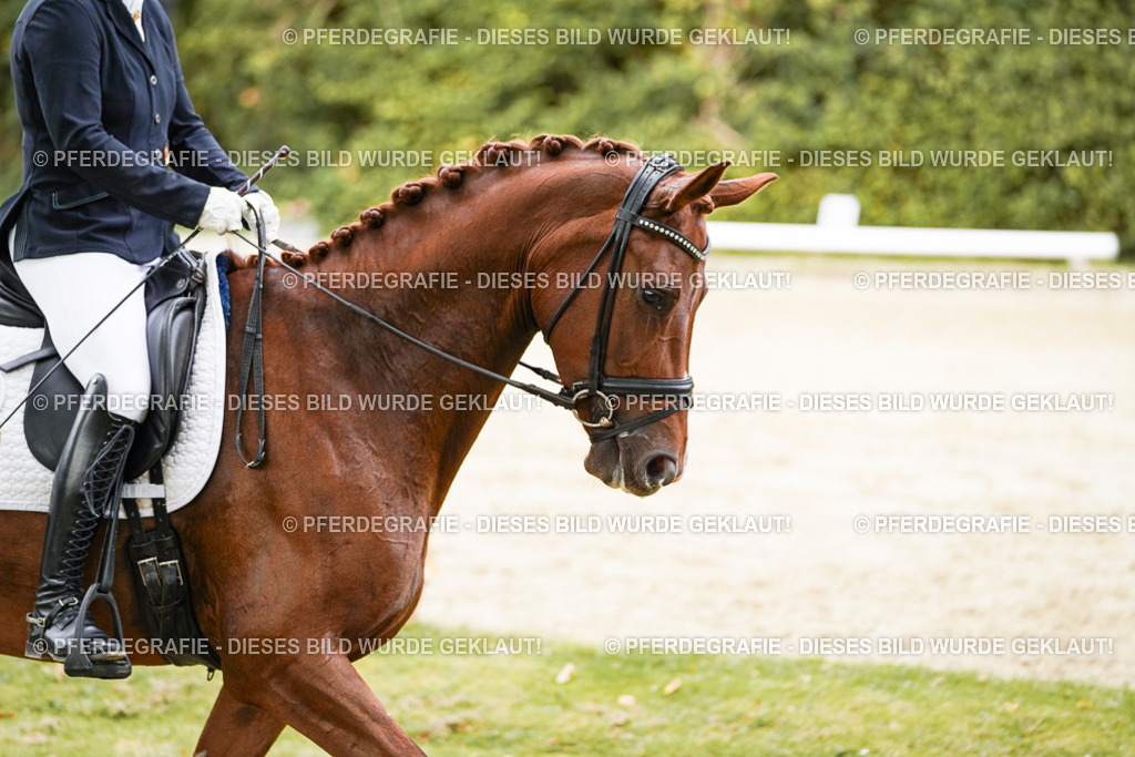 DSC09305 | Pferdegrafie