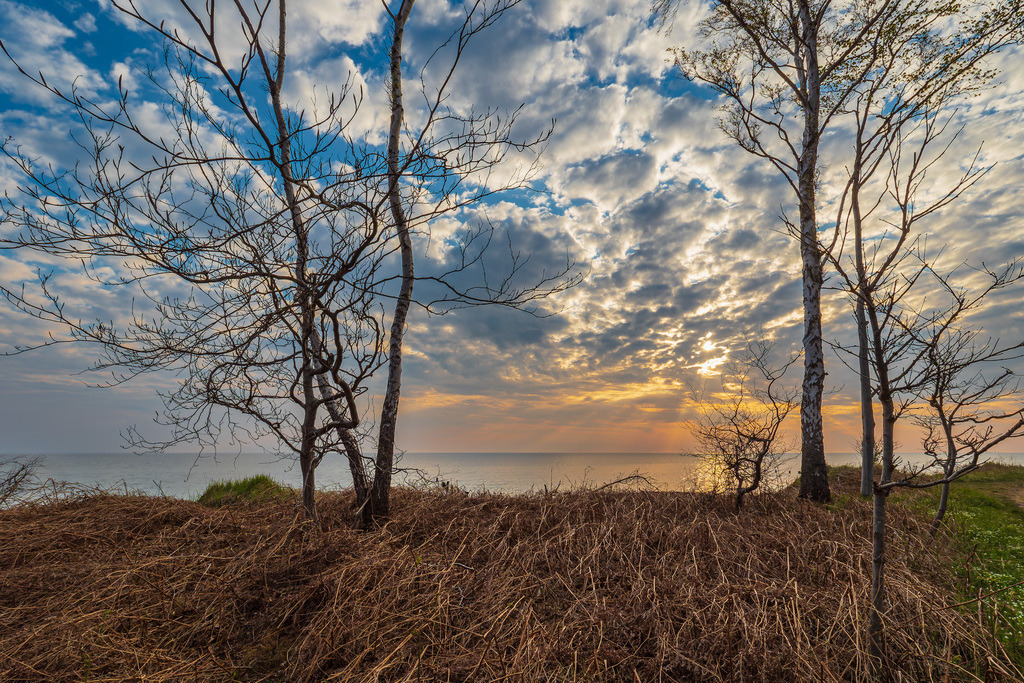 Bäume an der Küste der Ostsee bei Graal Müritz | Bäume an der Küste der Ostsee bei Graal Müritz.