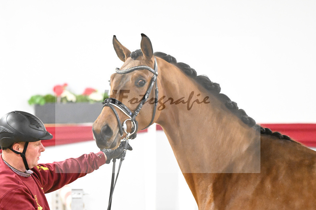 Kat-Nr. 34 v. Del Arko_Bauhofer_63220993 | hf-fotografie - Realisiert mit Pictrs.com