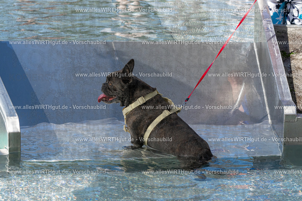Hundeschwimmen_Volksbad_2026-allesWIRTHgut_Tierfotografie-2609061312-FAY06682 | Professionelle Tierfotografie in Mönchengladbach von Daniel Wirth (allesWIRTHgut). Liebevolle & natürliche Bilder von Hunden & Katzen für unvergessliche Erinnerungen.