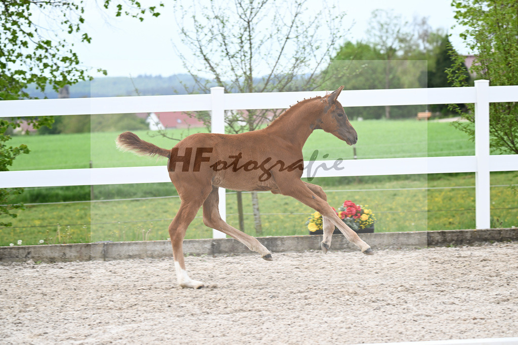 Kat-Nr. 4 SF Va Bene x Dancier_Juerges_23260118 | hf-fotografie - Realisiert mit Pictrs.com