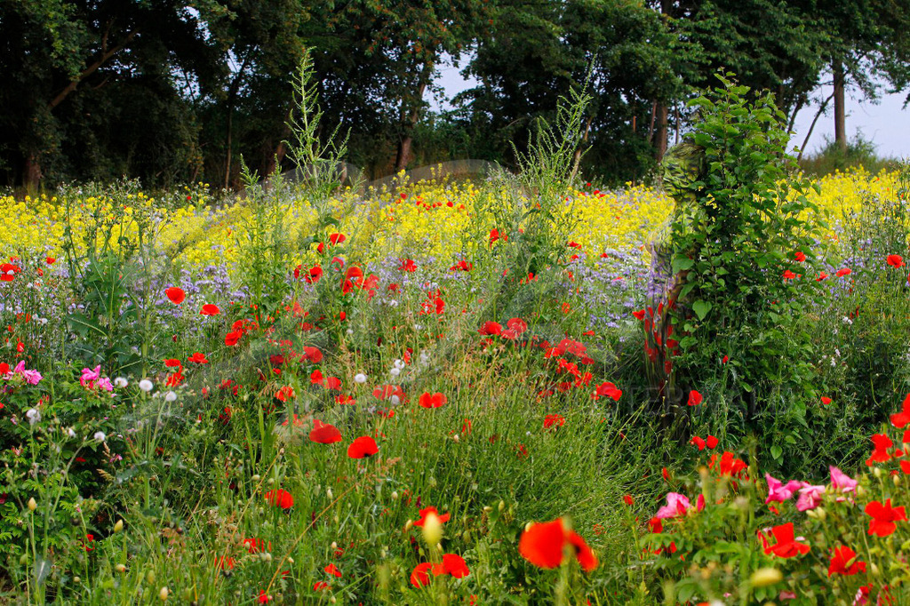 NatureArt-FLOWERMIX_8936 | Ein mehr aus bunten Blüten | #003 | Modell: Alena | Foto: Tschiponnique Skupin - Realisiert mit Pictrs.com