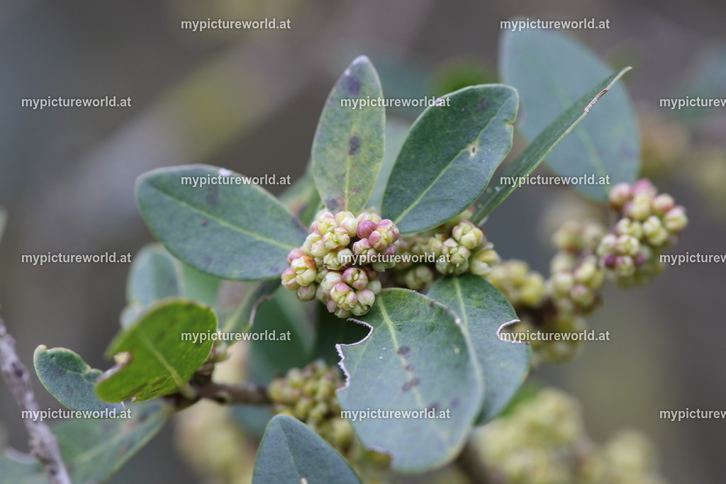 Olivenbaum-013 | Das Bilderarchiv über Tiere, Planzen und Landschaften. In der Bilddatenbank finden Sie ein große Auswahl an hochwertigen Bilder für Ihre Werbung - Realized with Pictrs.com