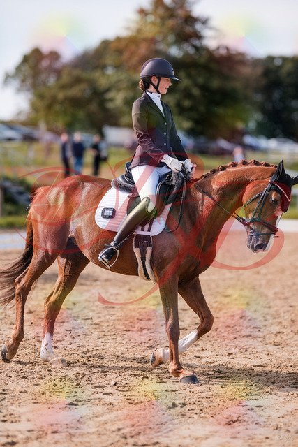 2026_10_03_Siefer-Hof_133105_Z81_84410582 | Professionelle Reitsport-, Turnier- und Eventfotografie von Robert Broda. Galerien mit ausgewählten und bearbeiteten Bildern direkt online ansehen und bestellen.