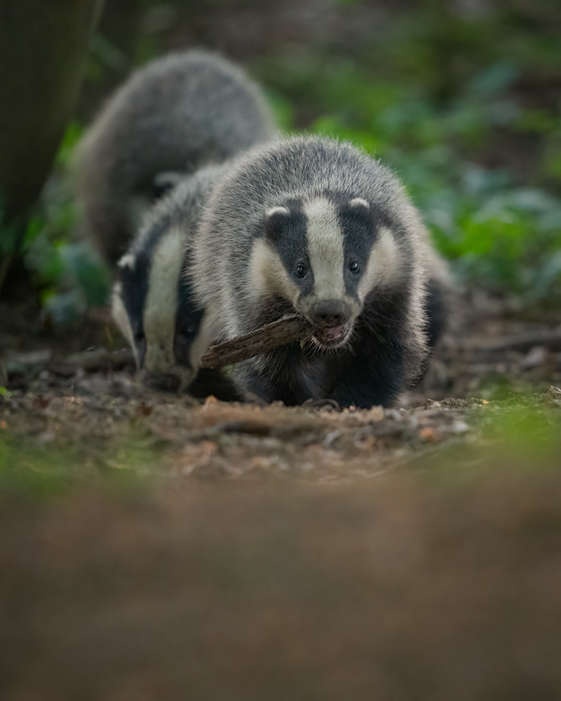 DSC_9357-Bearbeitet-2 | Ich bin Fotograf aus Neuburg an der Donau und spezialisiere mich auf Wildlife-Fotografie, Landschaftsaufnahmen und Portraits.Ob Hochzeit, Familienbilder oder Naturaufnahmen – ich fange echte Momente ein, die bleiben. 