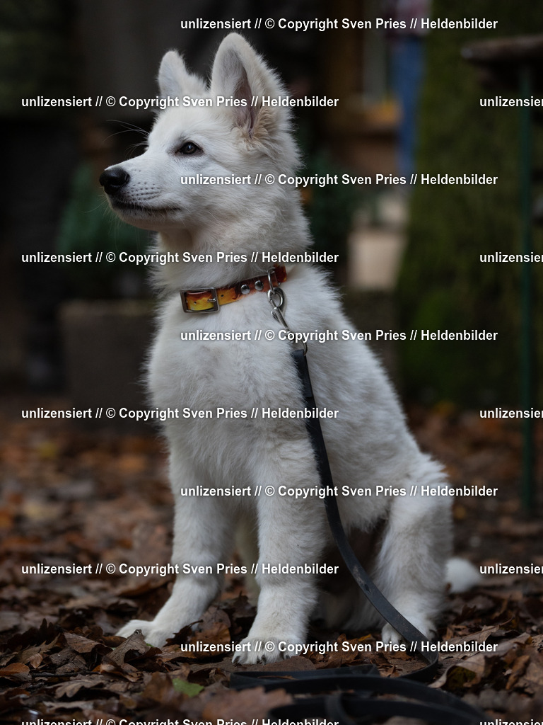 Sven Pries | 2024-10-19 - Hunderennen Ober-Grombach Schutzhunde - Realisiert mit Pictrs.com