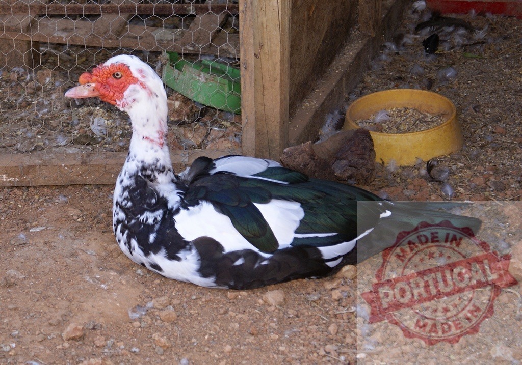 Muscovy duck with black and white plumage resting on ground | Muscovy duck resting inside a pen, showing red caruncles on its face - Realisiert mit Pictrs.com