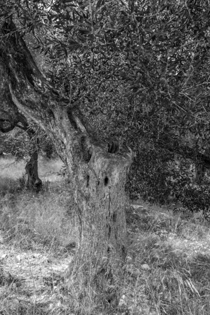 Olive Baum / Olea europaea, Olivia / Olive tree | Kreative Fotografie von Fotoloft-MaciejRusinek aus Frankfurt am Main. Große Motivauswahl in individuell ausgewählten Formaten auf unterschiedlichen Materialien. Bestellen bequem online.
Preise sind variable, je nach Material und Größe. 
 - Realisiert mit Pictrs.com