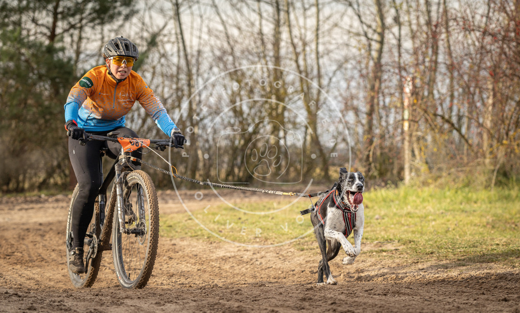 Pfotenfotografie_DV3A7523 | Hundefotografie, Tierfotograf, Pfotenfotografie, Fotoshooting Hund, Hunde Portrait, Hundesport, Hundeportraits, Heideshooting, Hunde, Sportfotograf, Hundefotograf, Turnierhundsport, THS,  - Realisiert mit Pictrs.com