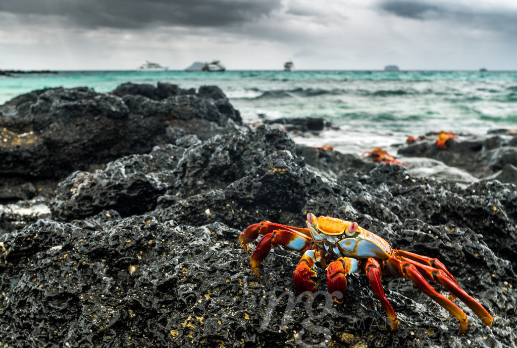 Rote Klippenkrabbe auf Lava am Strand von Las Bachas Beach, Isla Santa Cruz, Galapagos | Die ideale Geschenkidee für Naturliebhaber. Naturbilder von Marcel Gross Photography für ihr Zuhause in den verschiedensten Formaten und Materialien. - Realisiert mit Pictrs.com