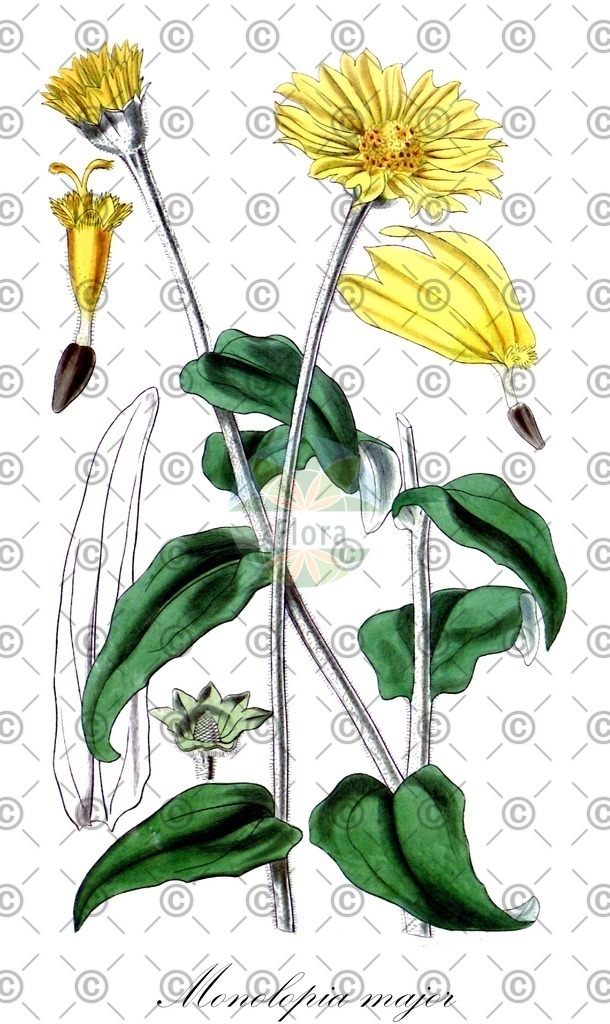 HistAbb_wfo-0000372999_1_ENZY_Simple | Historische Abbildung von Monolopia major - Asteraceae | Historical Illustration of Monolopia major - Asteraceae