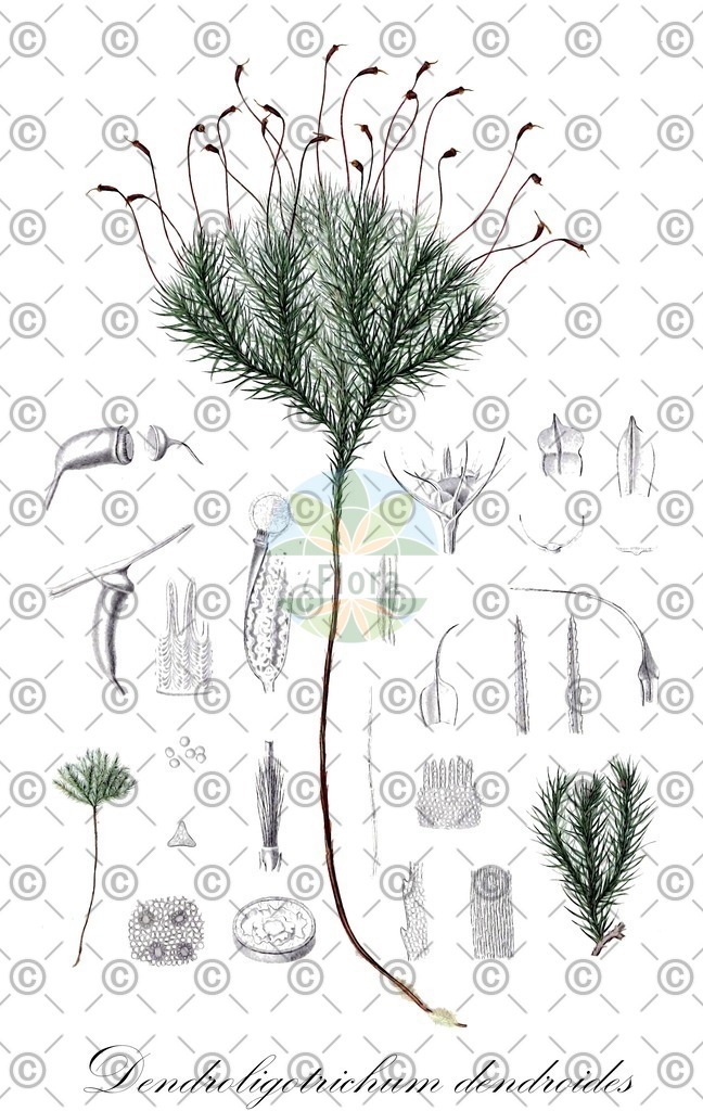 HistAbb_wfo-0000192057_1_ENZY_Simple | Historische Abbildung von Dendroligotrichum dendroides - Polytrichaceae | Historical Illustration of Dendroligotrichum dendroides - Polytrichaceae