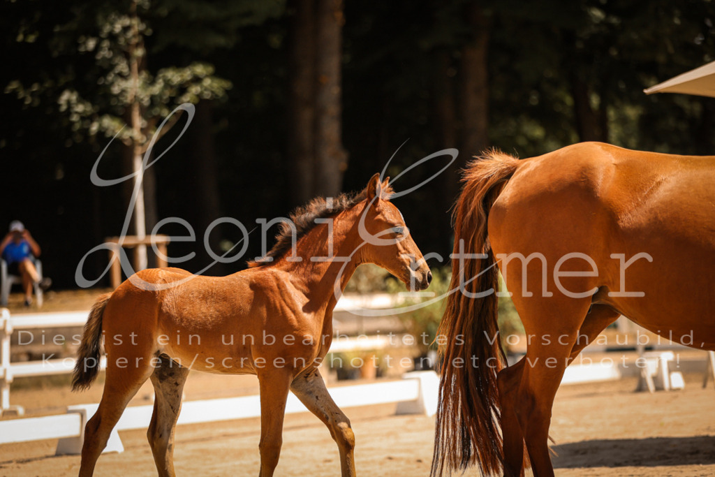 03.DoAB00050 | Leoni Ertmer Photography - Realisiert mit Pictrs.com