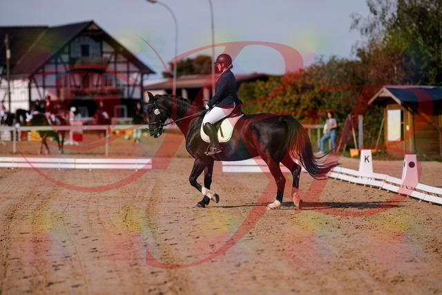 2026_10_03_Siefer-Hof_113439_Z81_79360078 | Professionelle Reitsport-, Turnier- und Eventfotografie von Robert Broda. Galerien mit ausgewählten und bearbeiteten Bildern direkt online ansehen und bestellen.