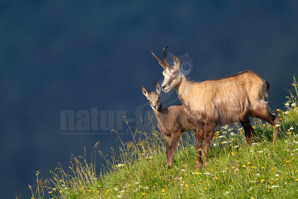 20130705191715-6 | Die Gemse ( Rupicapra rupicapra ) ist ein Huftier, das dank seiner aussergewöhnlichen Anpassungsfähigkeit den extremen Lebensbedingungen im Gebirge gewachsen ist. Die Gemse vereint auf eindrückliche Art Widerstandskraft, Gewandtheit und Robustheit. Während sie früher in die schwer zugänglichen Gebirgsmassive zurückgedrängt wurde, ist sie heute in Wäldern mittlerer Höhe und gar in tiefen Lagen stark verbreitet. - Realisiert mit Pictrs.com