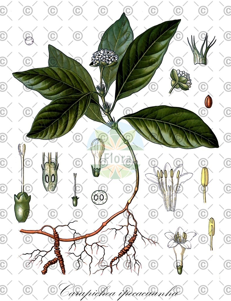 HistAbb_1095_1_FLORAD_SIMPLE | Historische Abbildung von Carapichea ipecacuanha - Rubiaceae | Historical Illustration of Carapichea ipecacuanha - Rubiaceae