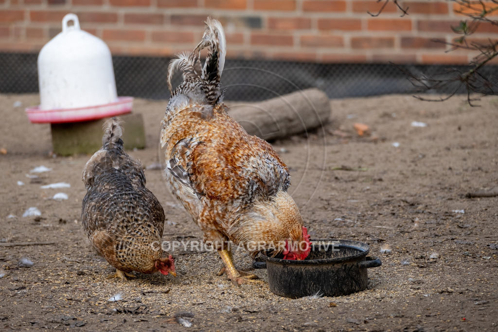 20221029-_DSF9893 | Freilaufende Biohühner in Biohaltung - Realisiert mit Pictrs.com